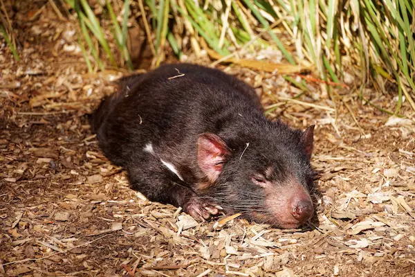 Tasmanian devil (4)
